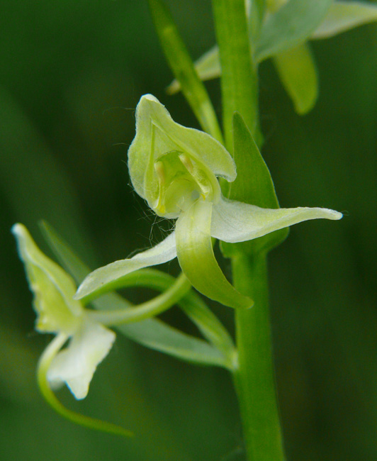 Platanthera chlorantha & Platanthera  bifolia